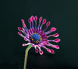 位圖 植物攝影 花卉 花朵 免費素材
