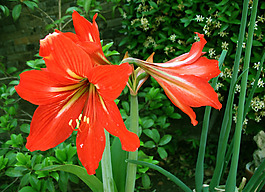 位圖 植物攝影 花卉 花朵 免費素材