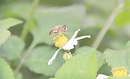蜜蜂圖片