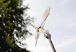 蜻蜓圖片