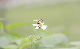蜜蜂圖片