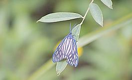 小蟲圖片