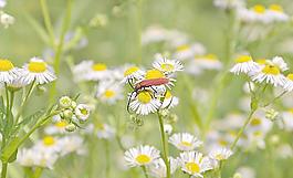 花兒和昆蟲圖片