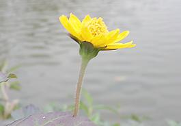菊花圖片