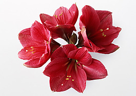 位圖 植物攝影 花卉 花朵 免費素材