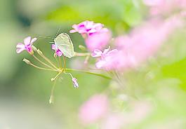 蝶戀花圖片