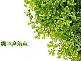 綠色含羞草PPT模板