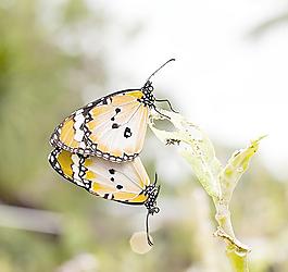 蝴蝶彩蝶圖片