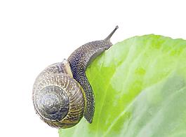 蝸牛圖片
