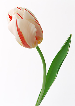 位圖 植物攝影 花卉 花朵 免費素材