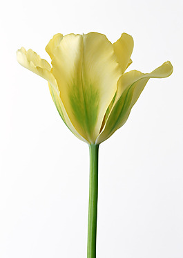 位圖 植物攝影 花卉 花朵 免費素材