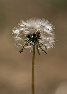 位圖 植物攝影 花卉 花朵 免費(fèi)素材