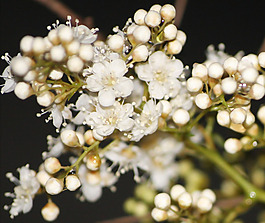 位圖 植物攝影 花卉 花朵 免費素材