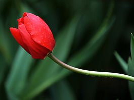 位圖 植物攝影 花卉 花朵 免費素材