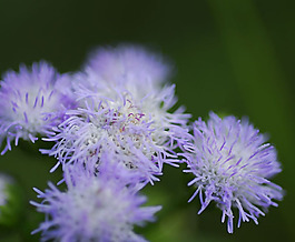 位圖 植物攝影 花卉 花朵 免費素材