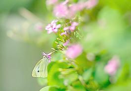蝶戀花圖片