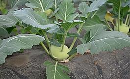 綠色蔬菜圖片
