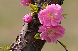 位圖 植物攝影 花卉 花朵 免費素材