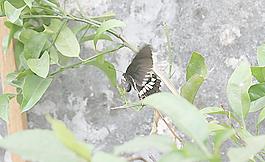 鳳蝶圖片