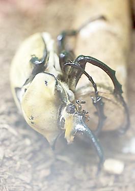 蜘蛛圖片