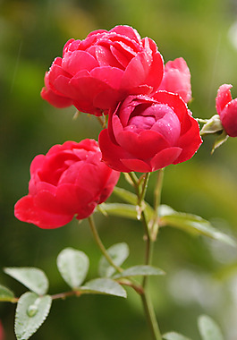 位圖 植物攝影 花卉 花朵 免費素材
