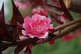 位圖 植物攝影 花卉 花朵 免費(fèi)素材