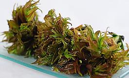 蔬菜春葉圖片