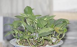 辦公室的綠色植物圖片