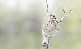 蜘蛛圖片