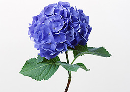 位圖 植物攝影 花卉 花朵 免費素材