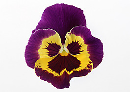 位圖 植物攝影 花卉 花朵 免費(fèi)素材