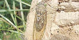 野生蟬圖片