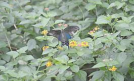 黑鳳蝶圖片
