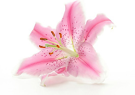 位圖 植物攝影 花卉 花朵 免費(fèi)素材