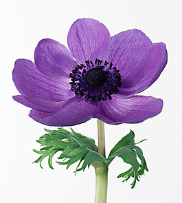 位圖 植物攝影 花卉 花朵 免費素材