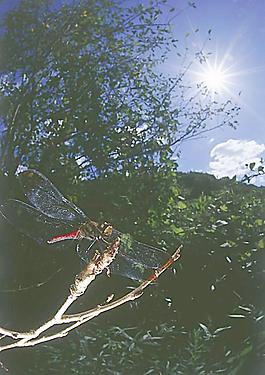 蜻蜓圖片