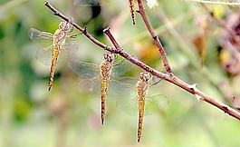 蜻蜓圖片