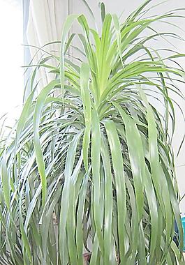 綠色植物圖片