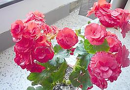 辦公室 花兒圖片