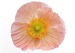 位圖 植物攝影 花卉 花朵 免費素材