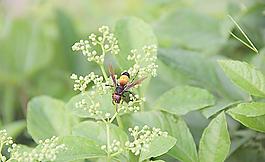蜜蜂圖片