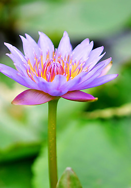 位圖 植物攝影 植物 花卉 數(shù)碼照片 免費素材