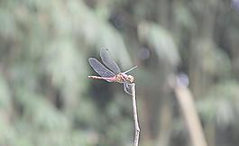 紅蜻蜓圖片