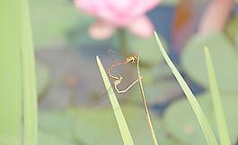 蜻蜓交配圖片