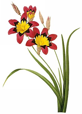 位圖 藝術(shù)效果 手繪 花卉 免費(fèi)素材