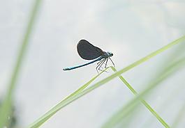 蜻蜓圖片