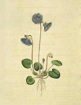 位圖 植物 花卉 葉子 色彩 免費(fèi)素材