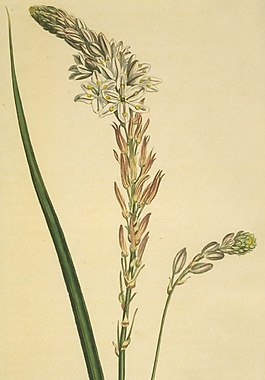 位圖 植物 花卉 花朵 藝術(shù)效果 免費(fèi)素材