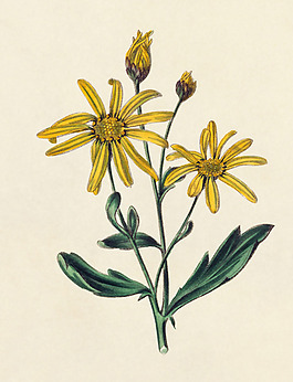 位圖 植物 花卉 花朵 藝術(shù)效果 免費(fèi)素材