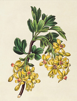 位圖 植物 花卉 花朵 藝術(shù)效果 免費(fèi)素材